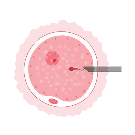 fertilization